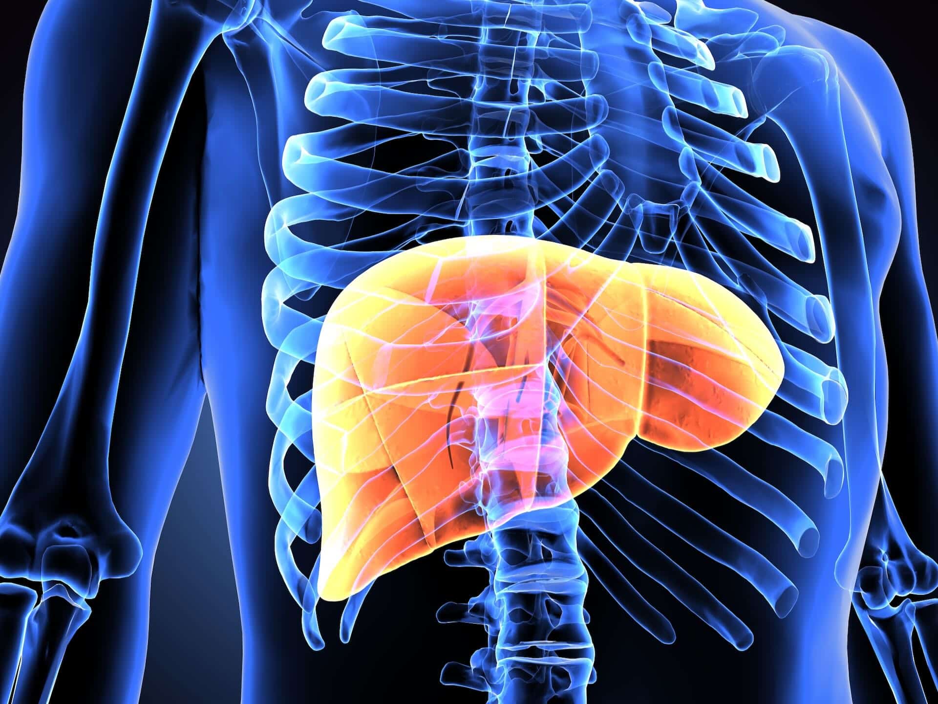 3d illustration human body liver Featured 3d illustration human body liver
