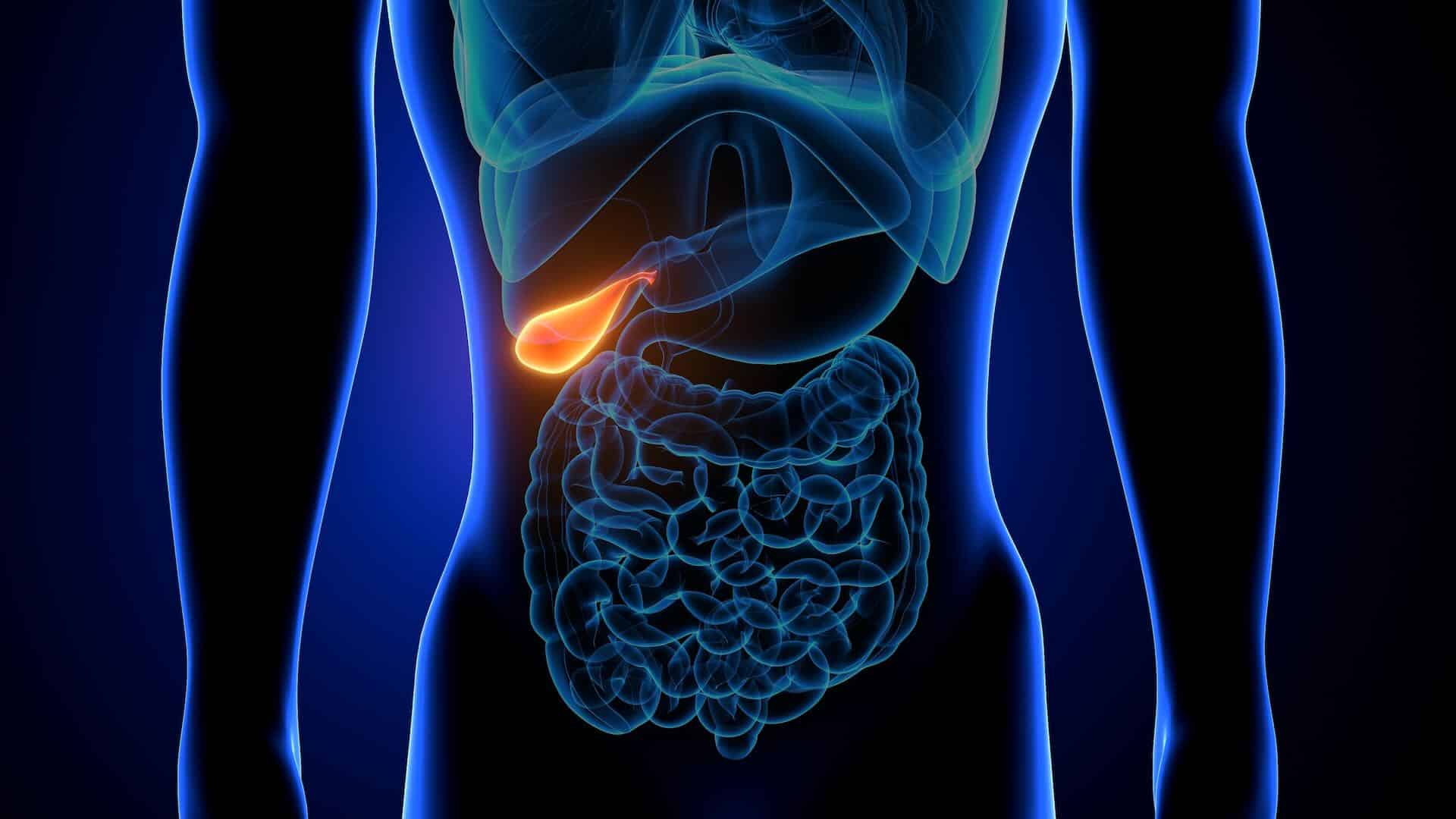 3d illustration of human internal organ gallbladder anatomy 3d illustration of human internal organ gallbladder anatomy